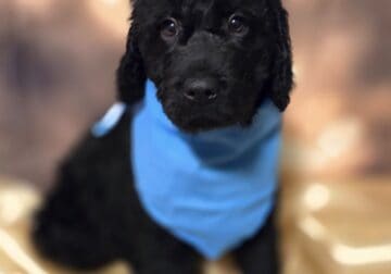 Double Doodle Puppies 10weeks old