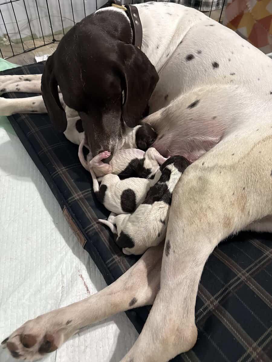 GSP Puppies image 1