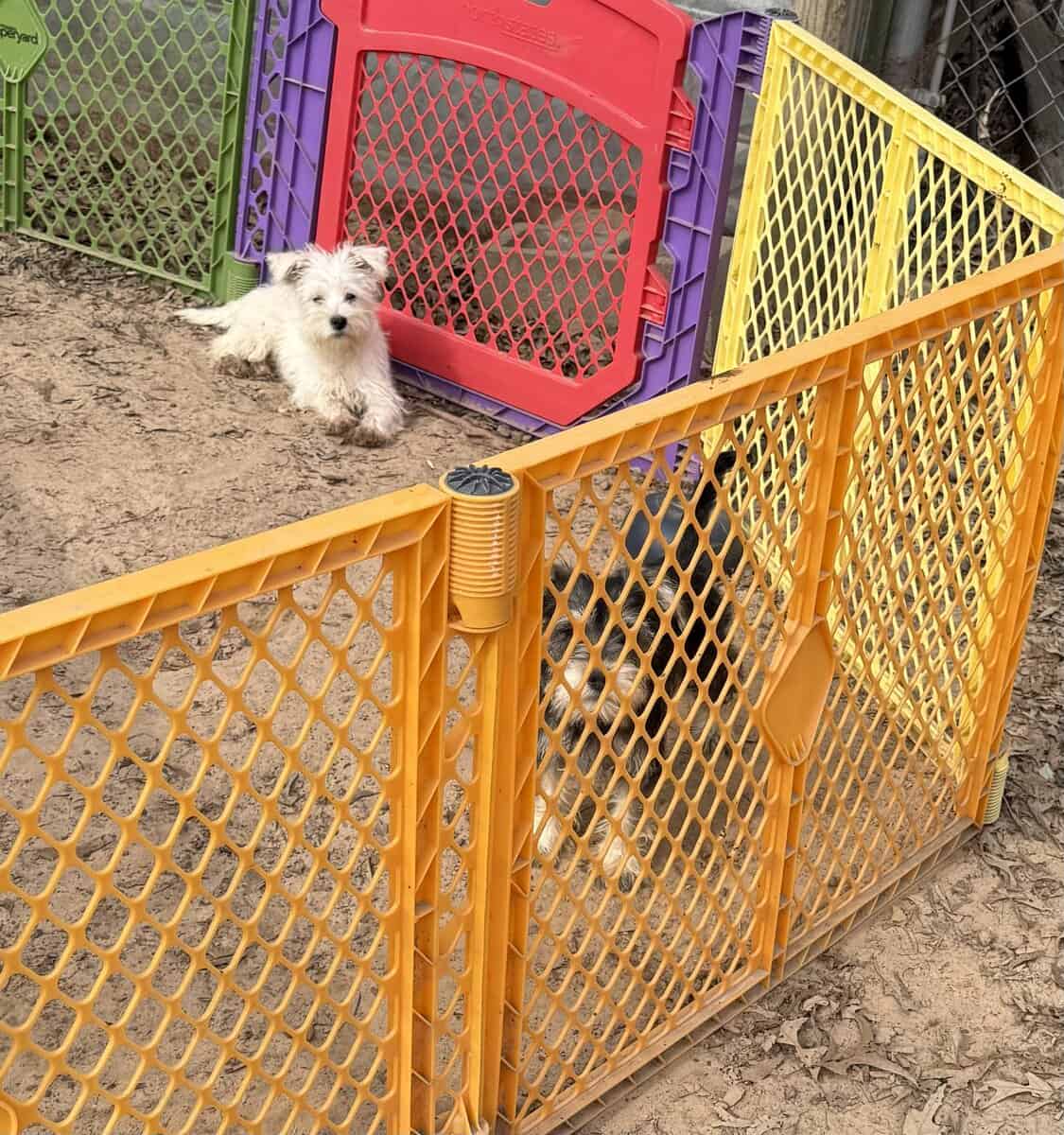 Miniature Female Schnauzer’s image 1