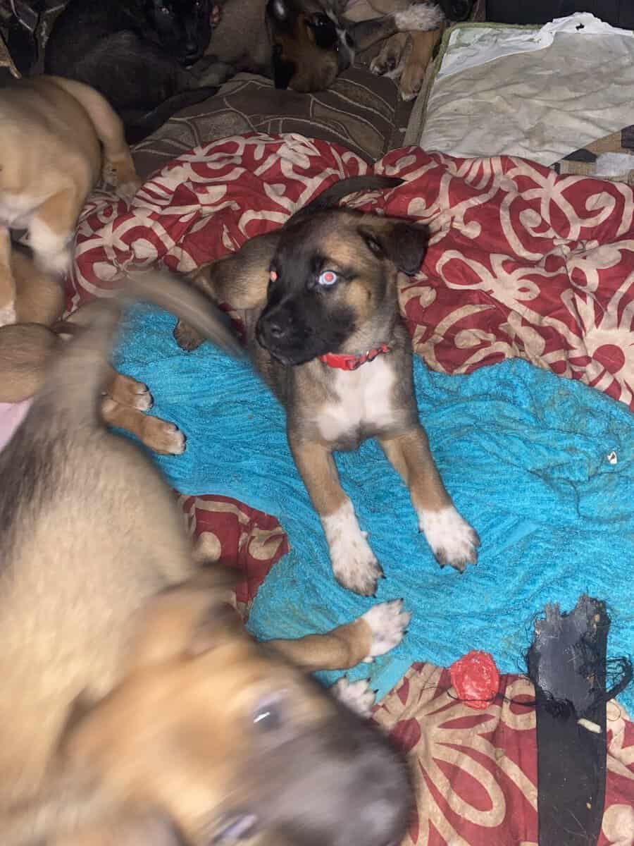 Belgian malinio Dutch Shepard puppies image 3