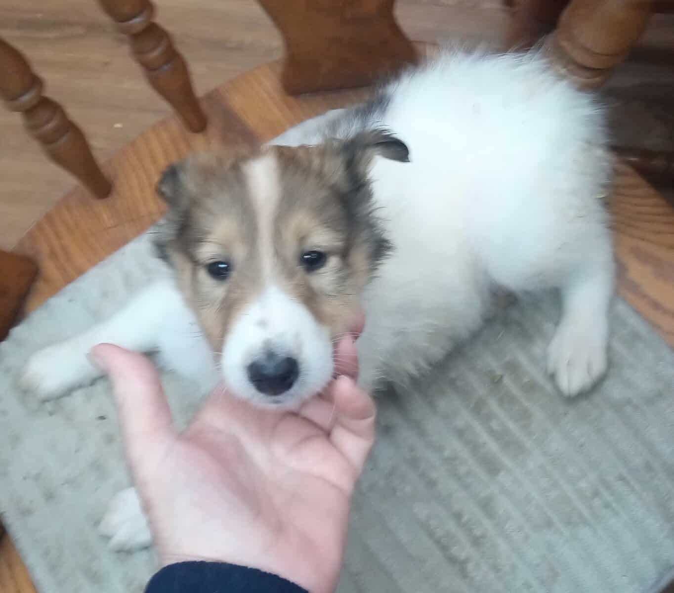 Beautiful Collie (Rough) Puppies image 9