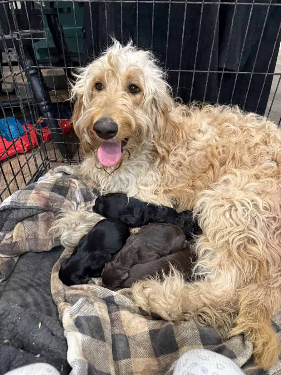 Puppies Needing Their Forever Homes! image 5