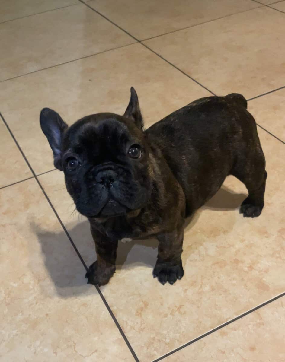 READY TO GO NOW – FRENCH BULLDOG PUPPIES 🐶 image 9