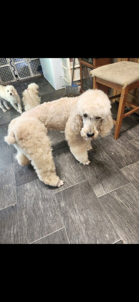 Poodle image 2