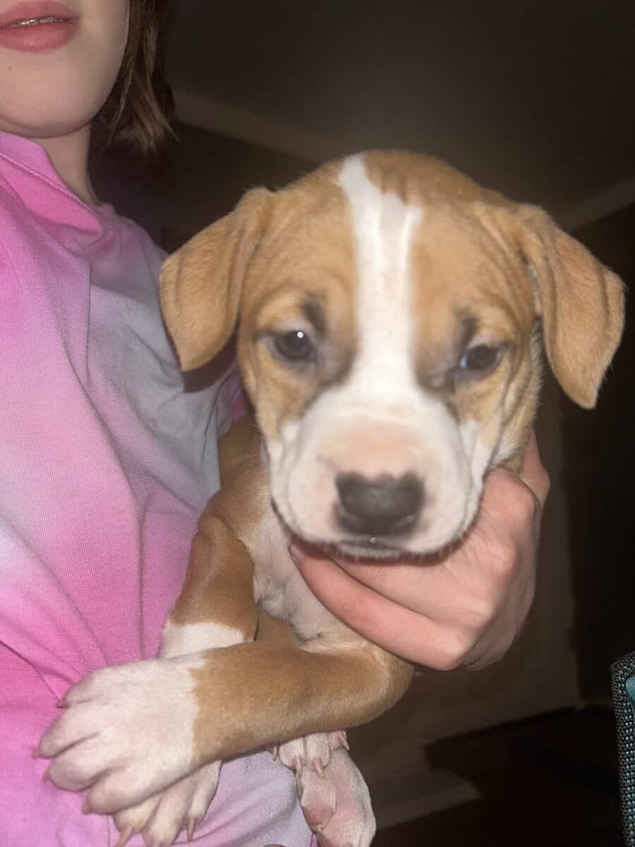 Pure bred pitbull puppies image 4