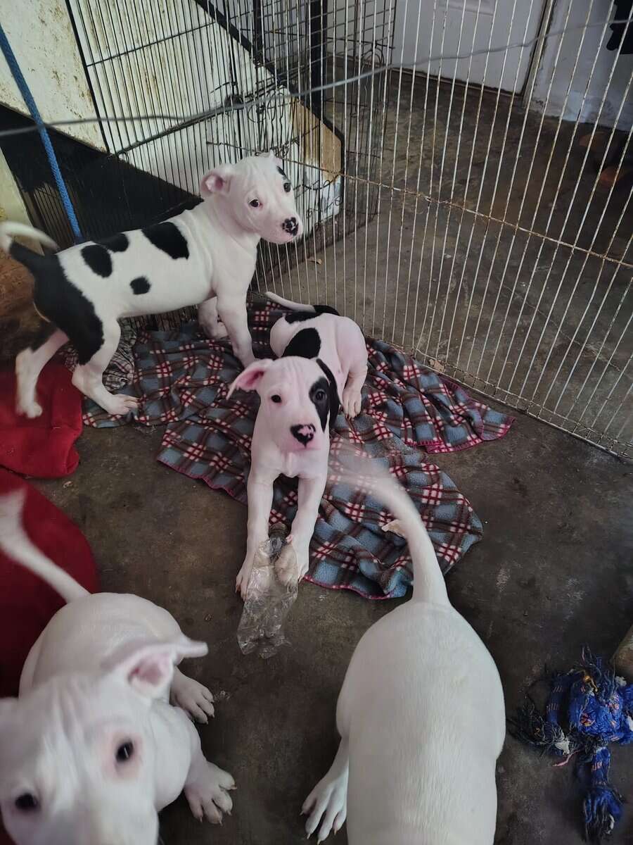 10 Week Dogo Argentino/ Colby Pitbull Puppies image 9