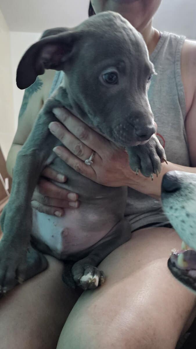 Handsome Blue Nose Pitbull image 2