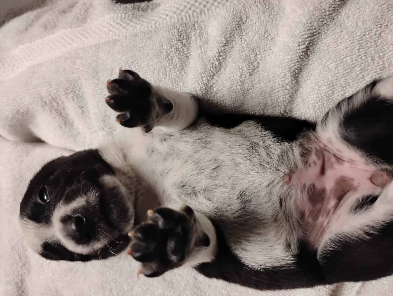 Aussiedor Puppies, Available End of March image 6