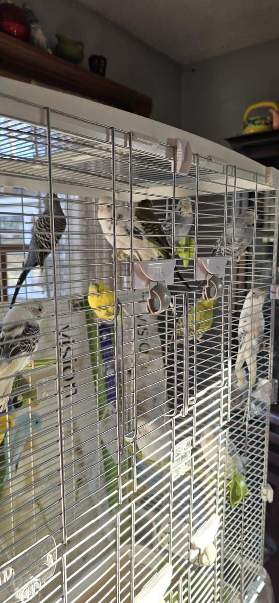 Paired Parakeets image 1
