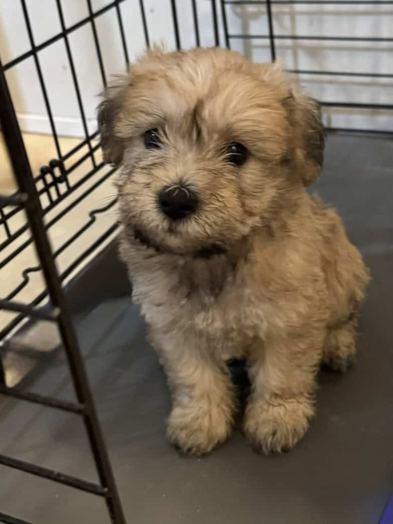 Puppies image 2