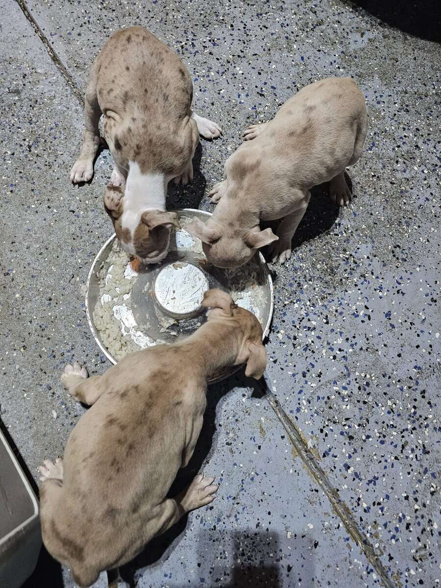 Bully puppies for sale image 4