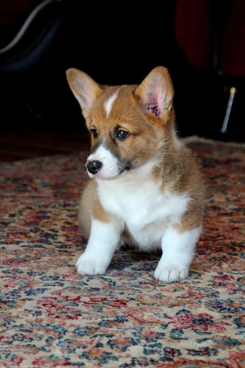 Johnny - Pembroke Welsh Corgi Puppy image 7