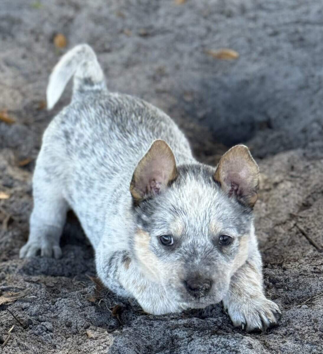 Blue Heeler Puppies for sale image 3