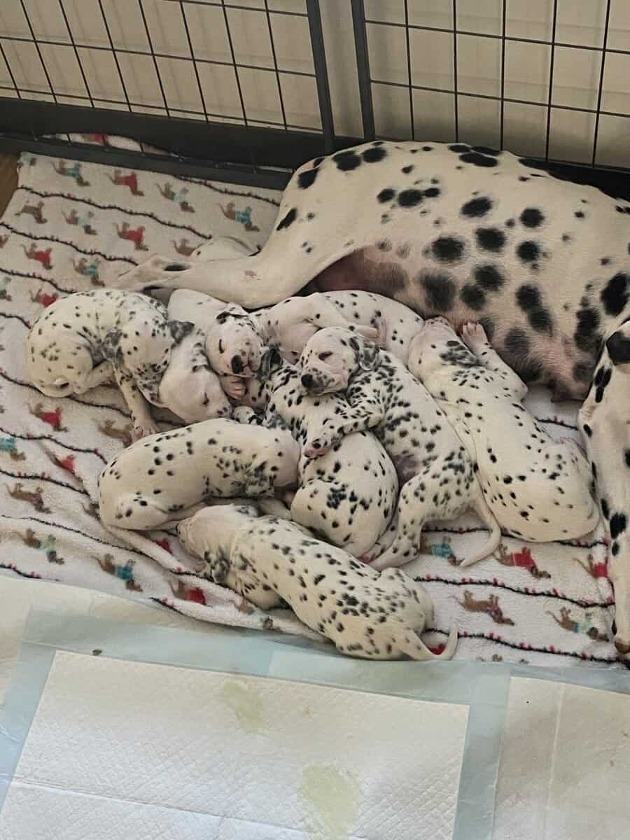 Dalmatian puppies image 1