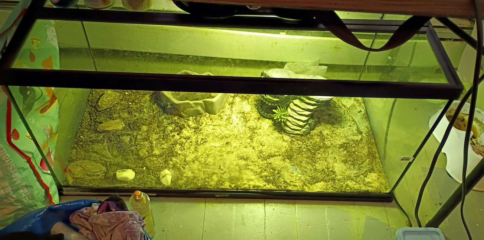 Rehoming Bearded dragon image 2