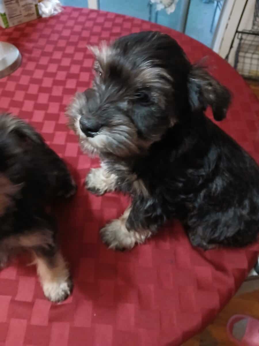 Schnauzer small image 4