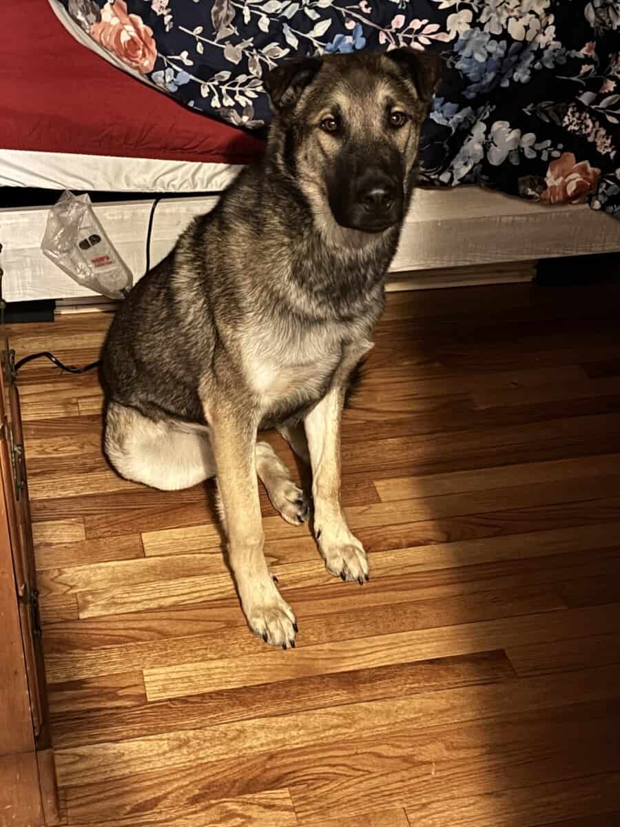 Good dog needs new home image 1