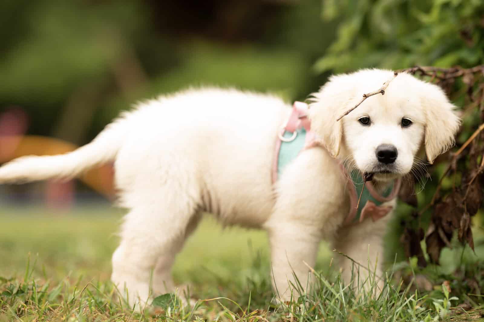UPCOMING Litter of AKC English Golden Retrievers image 2
