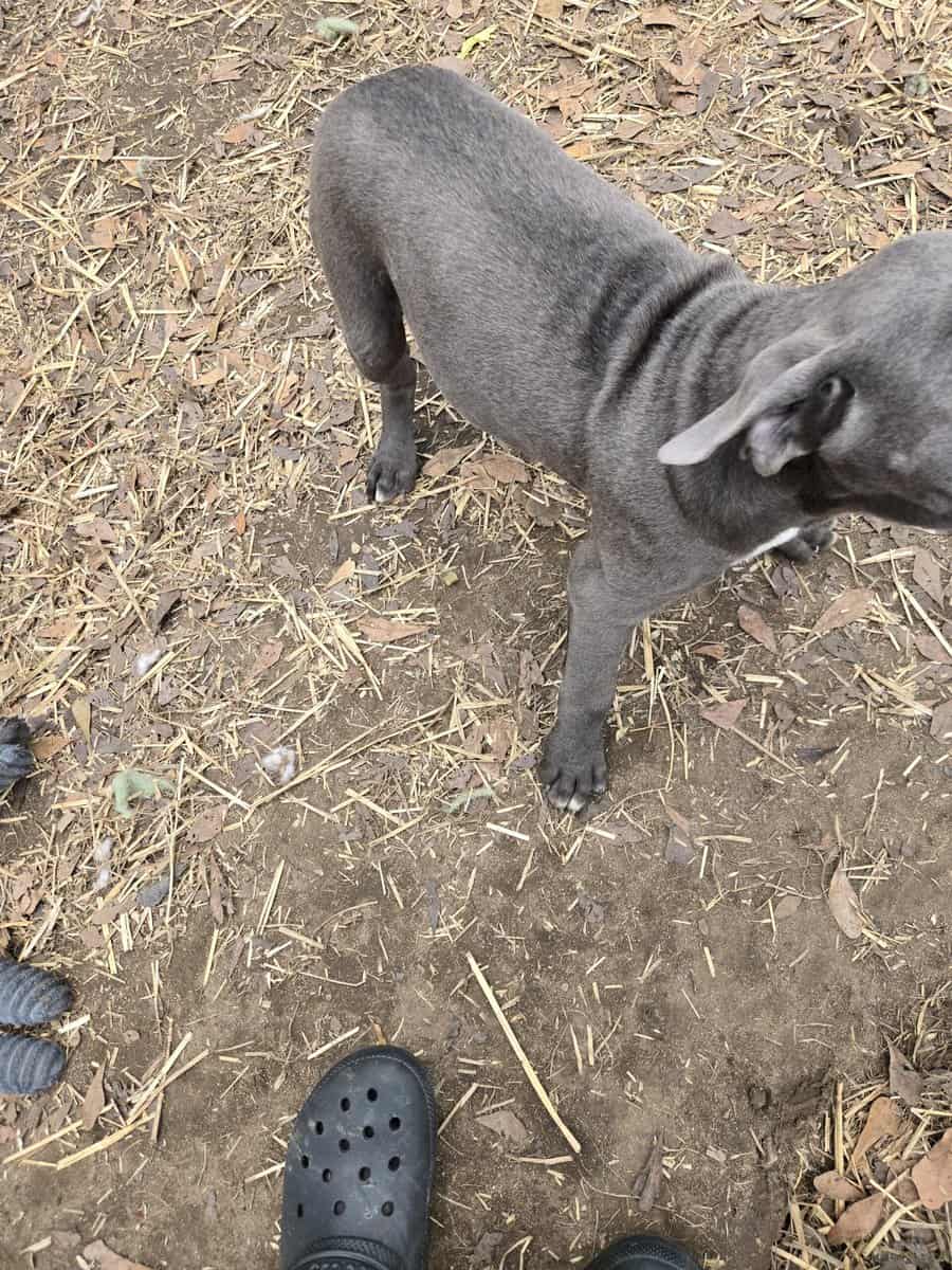 Beautiful Cane corso image 4