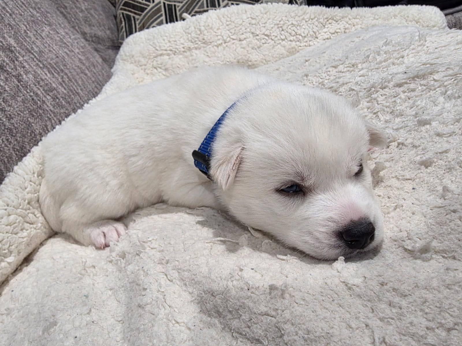 Siberian Husky puppy image 1