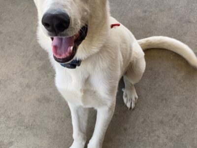 Pure blood White German Shepherd