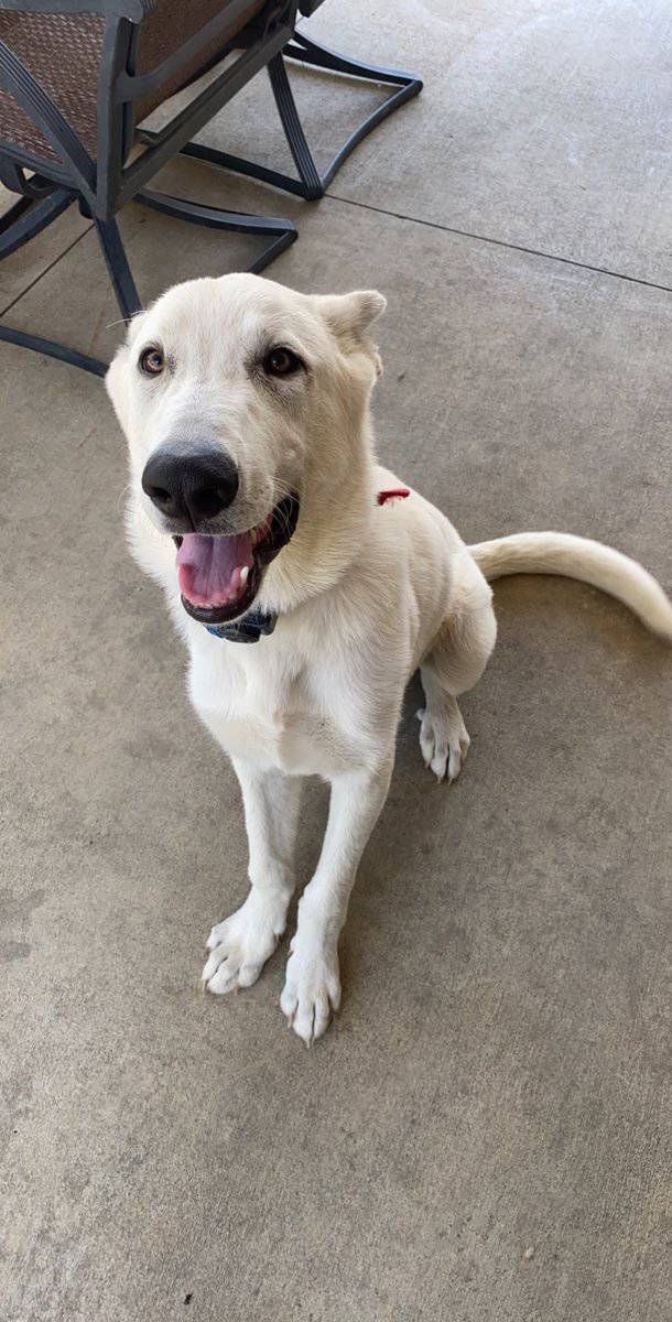 Pure blood White German Shepherd image 1