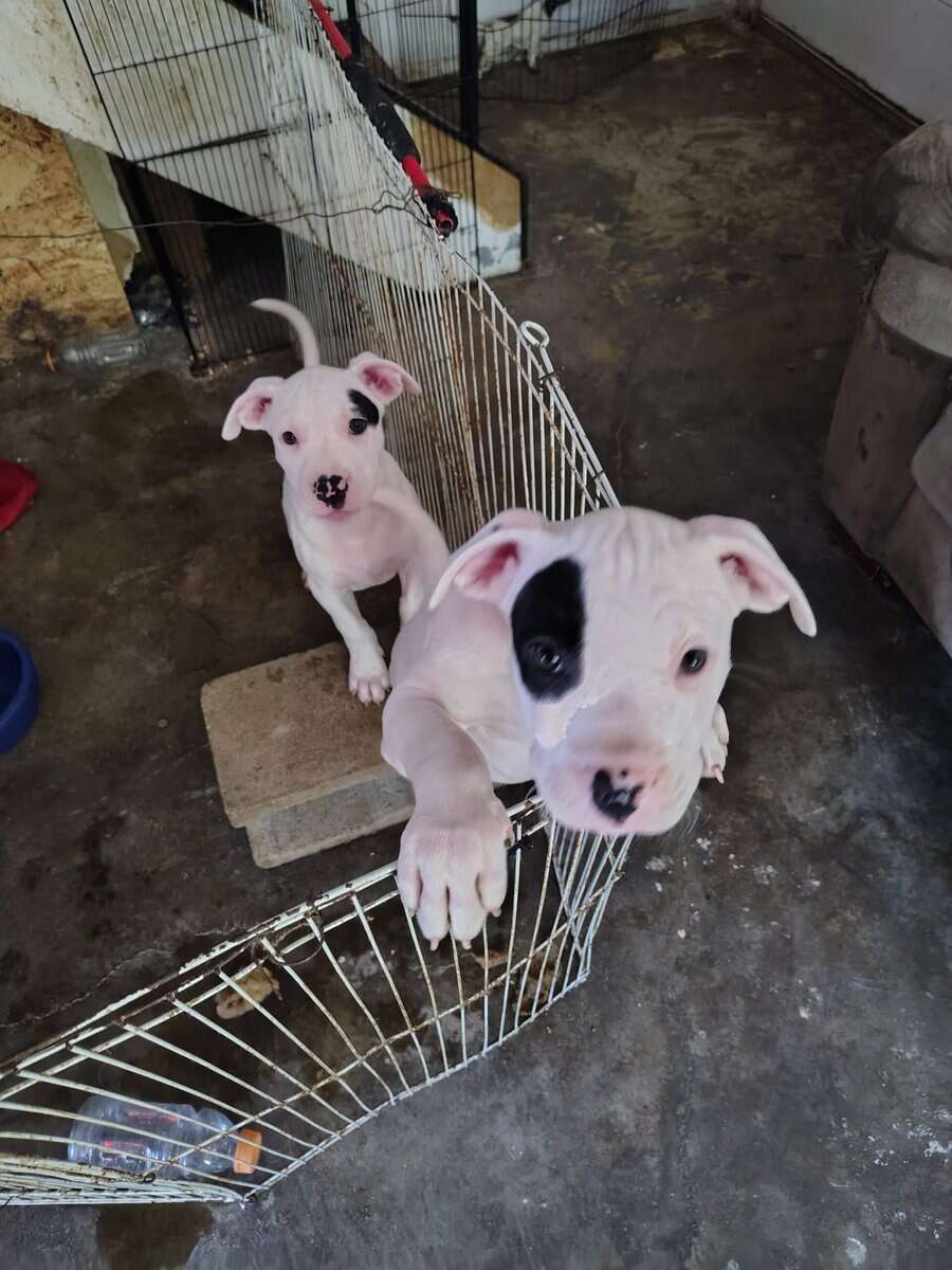 10 Week Dogo Argentino/ Colby Pitbull Puppies image 4