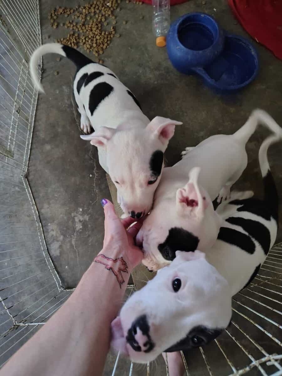 10 Week Dogo Argentino/ Colby Pitbull Puppies image 7