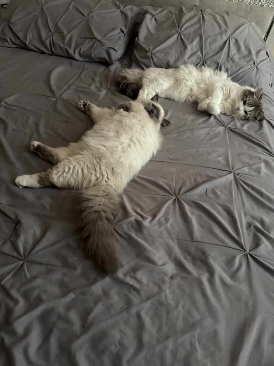 Purebred Ragdoll Cats for Sale – Kitten ($700) & A image 1