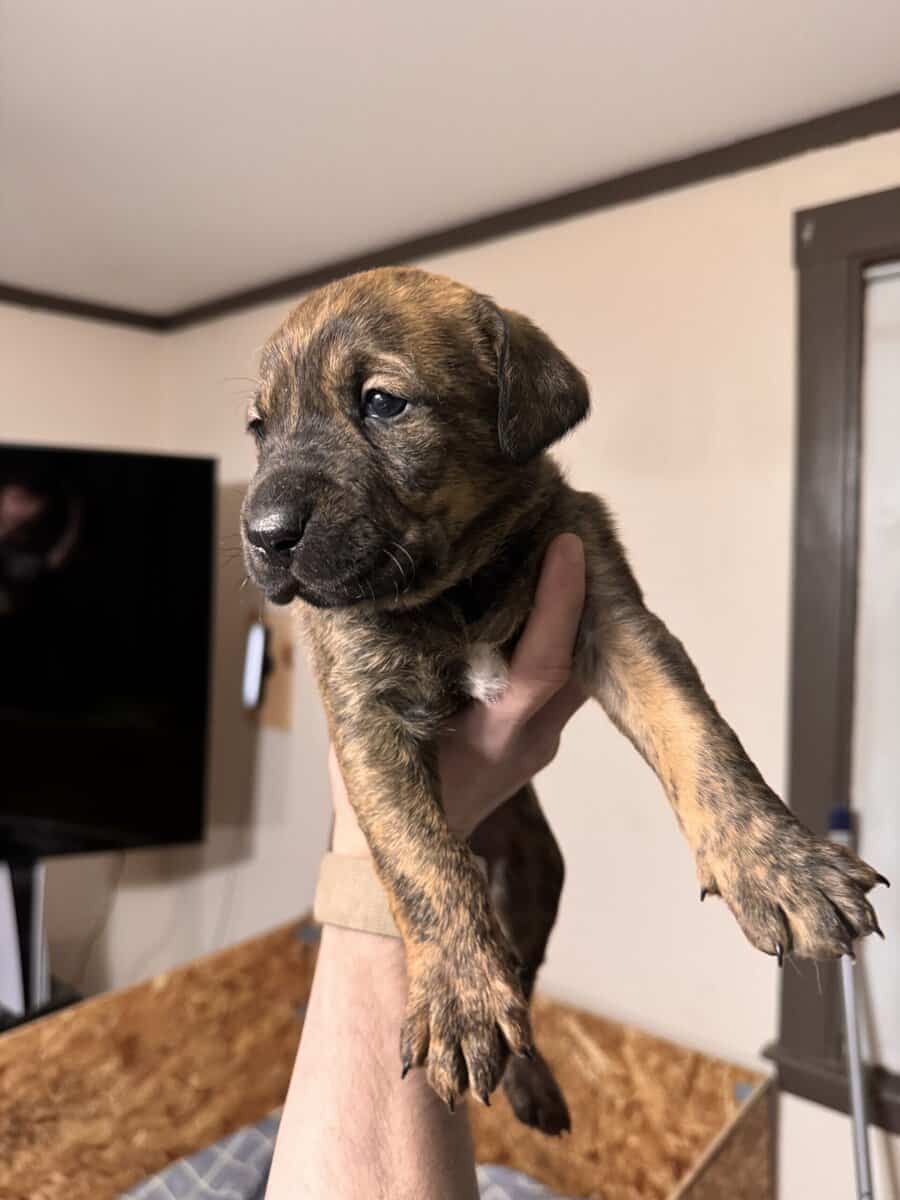 Doberman Pitbull Mix Puppies image 4