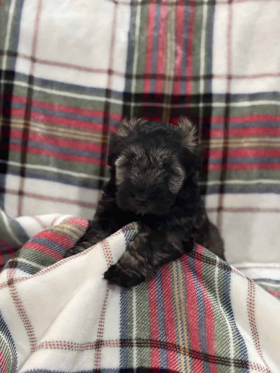 Mini Schnauzer image 9