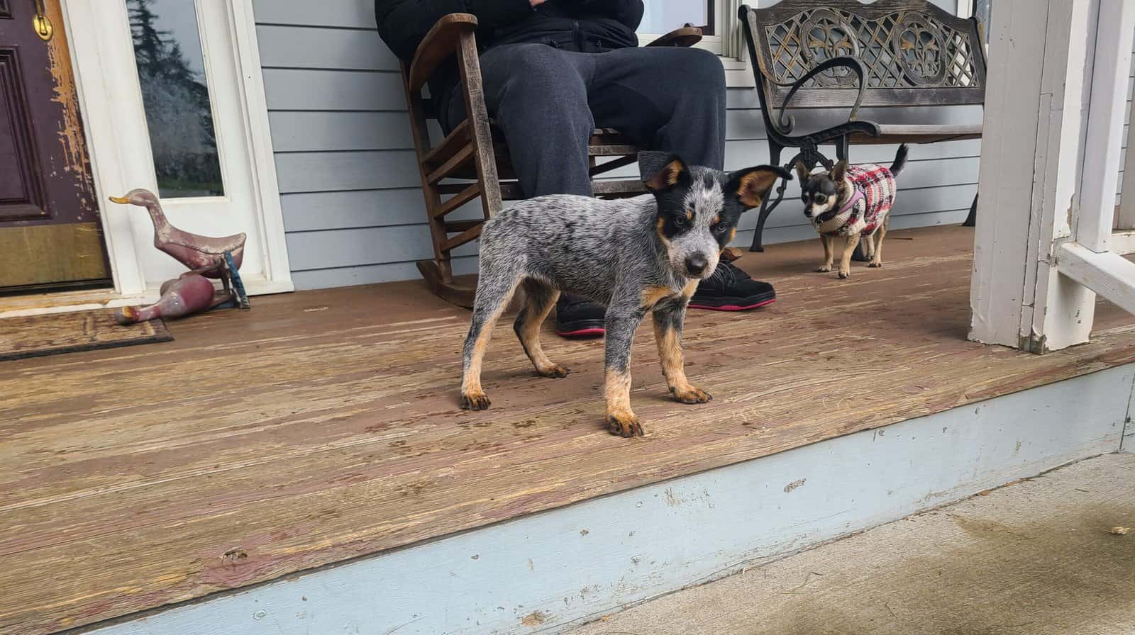 11 week old blue heeler pups image 2