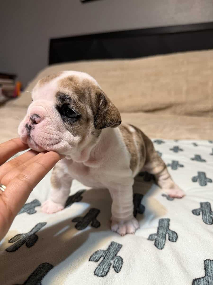 English Bulldog puppies image 9