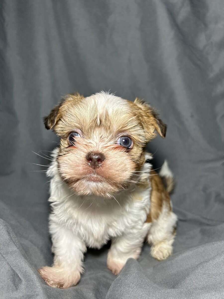 Marley image 2