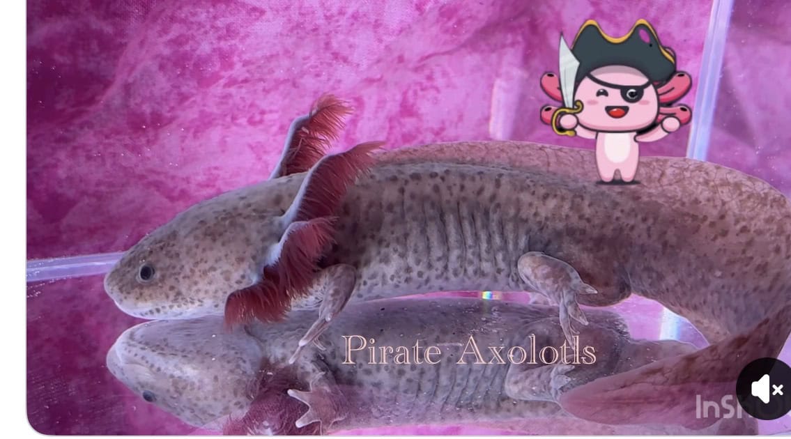 Male Axolotls 30066 image 1