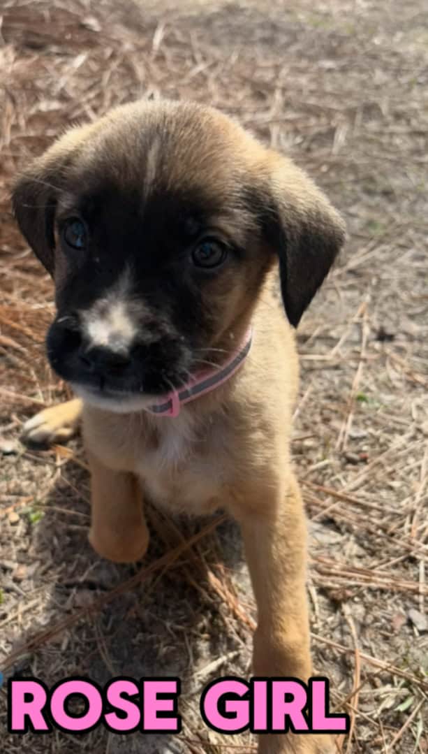 Aussie x Blackmouth Cur puppies for adoption image 16