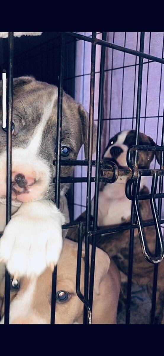 PitBull Puppies image 11