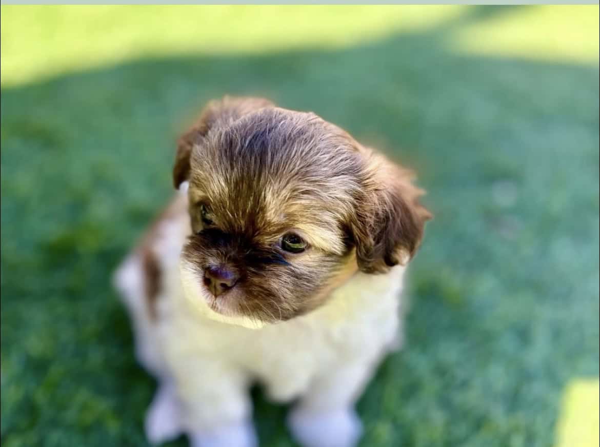 Adorable female puppy available image 1