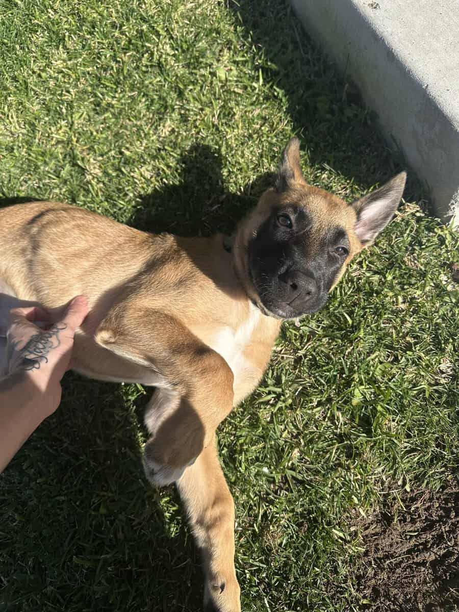 Rehoming Belgian Shepard puppy! Serious inquiries image 2