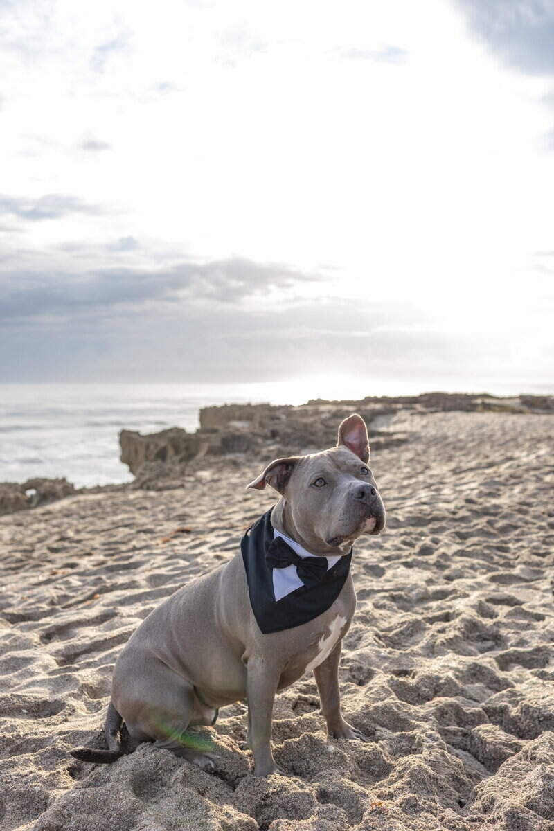 Loving Pitbull with seperation anxiety. image 4