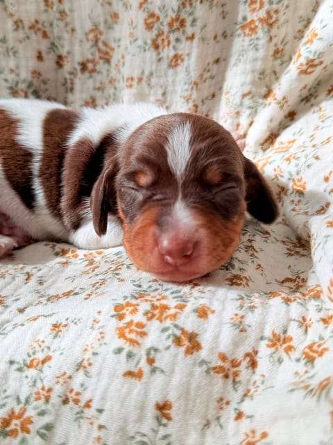 purebred dachshund pups image 4