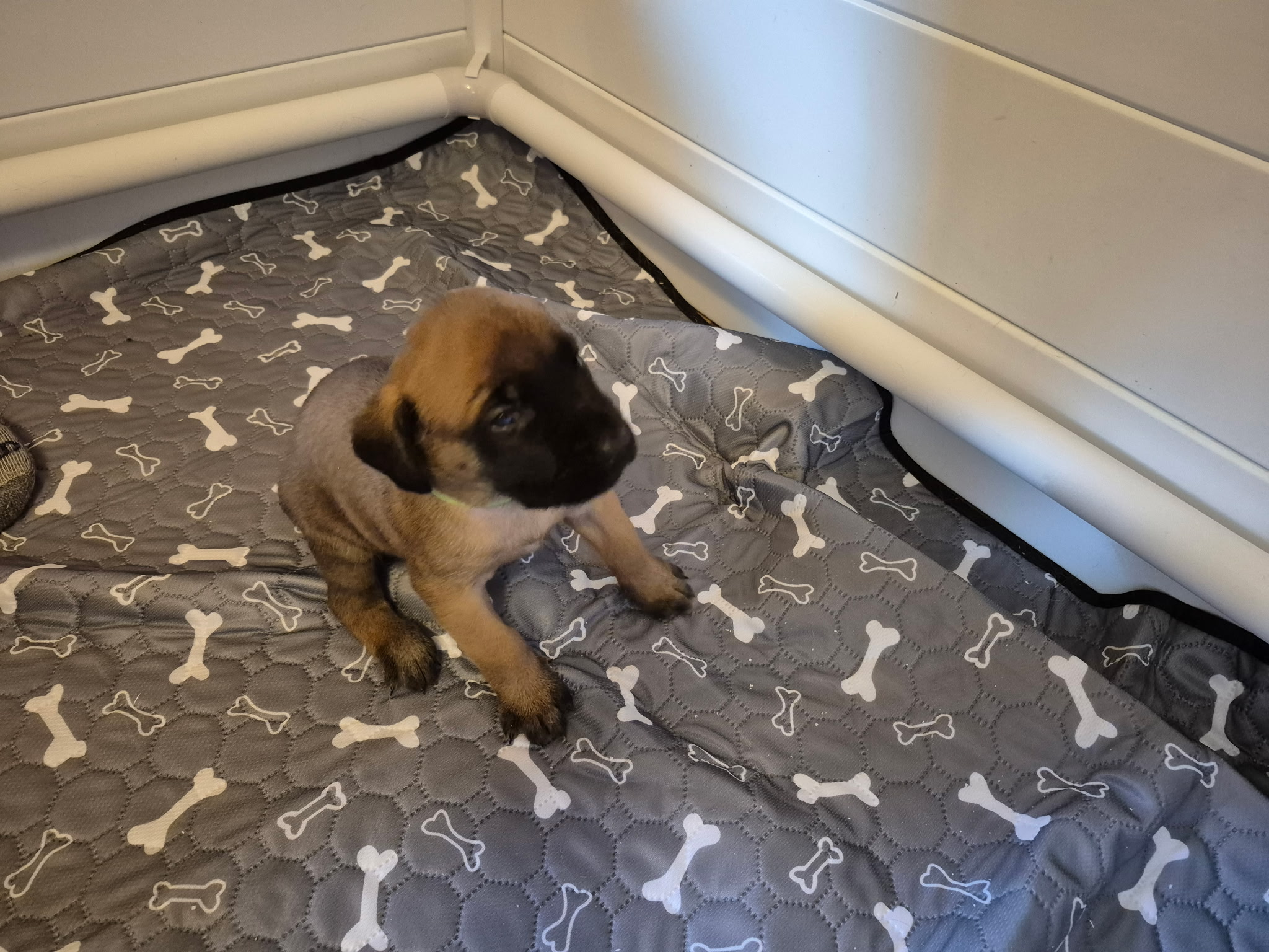 Mastiff image 7