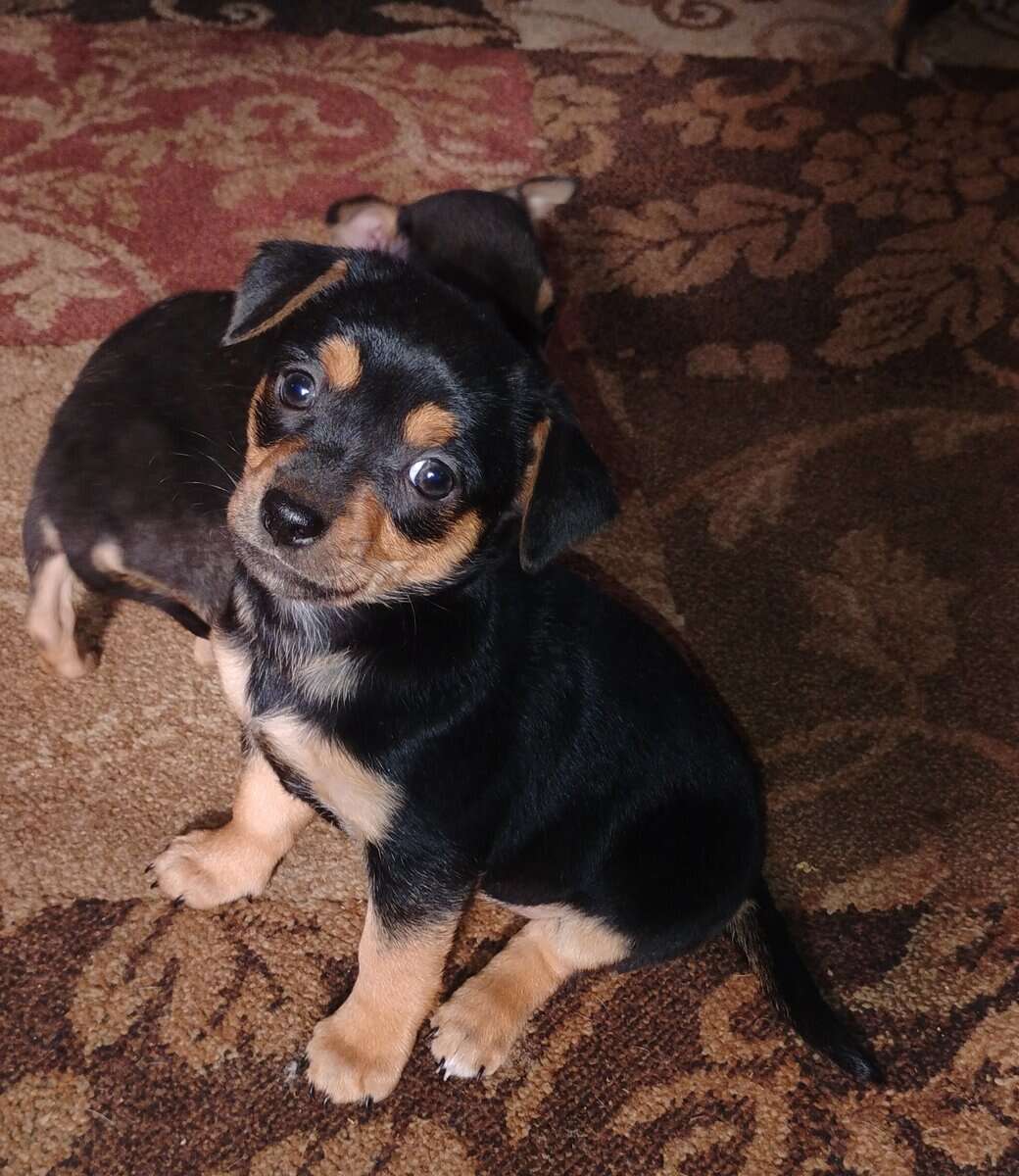 Chiweenie Puppies image 1