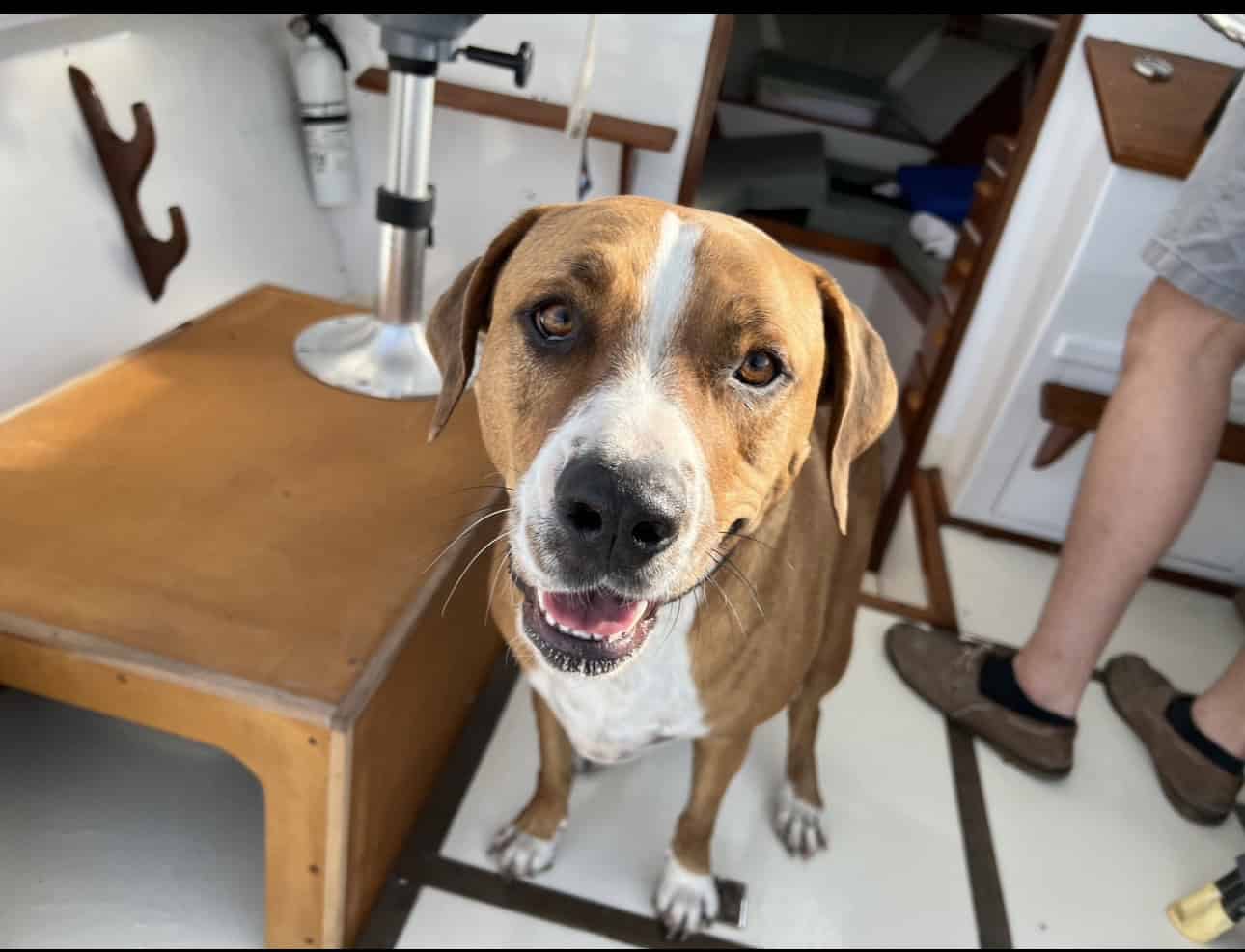 Looking for a new home for my sweet girl Nova image 1