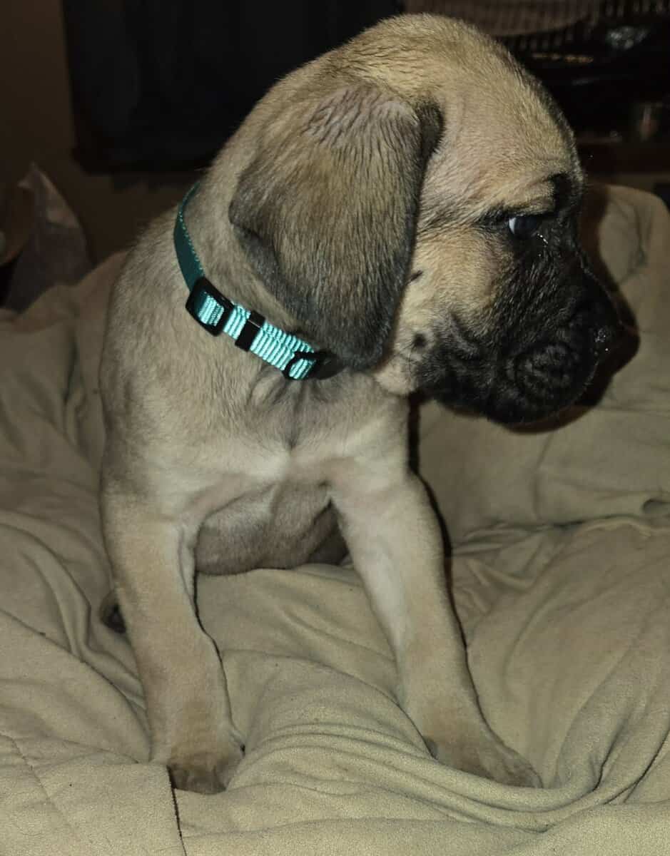 Presa Canario Cane Corso mix 8 weeks old image 17