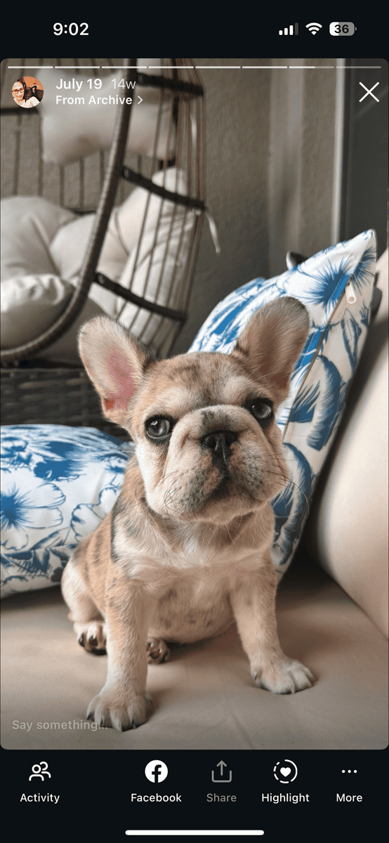 Exotic French Bulldog Puppies for sale image 5