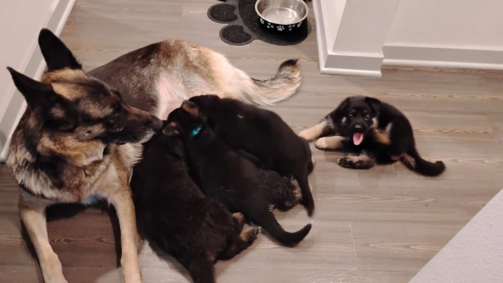 German shepherd puppies . Almost ready. 700. image 2