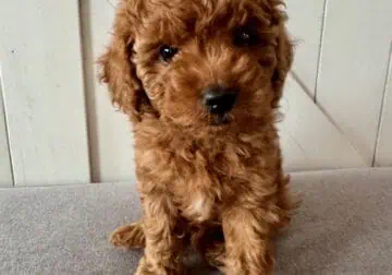 F1b Cavapoo Puppy:”Truffle”