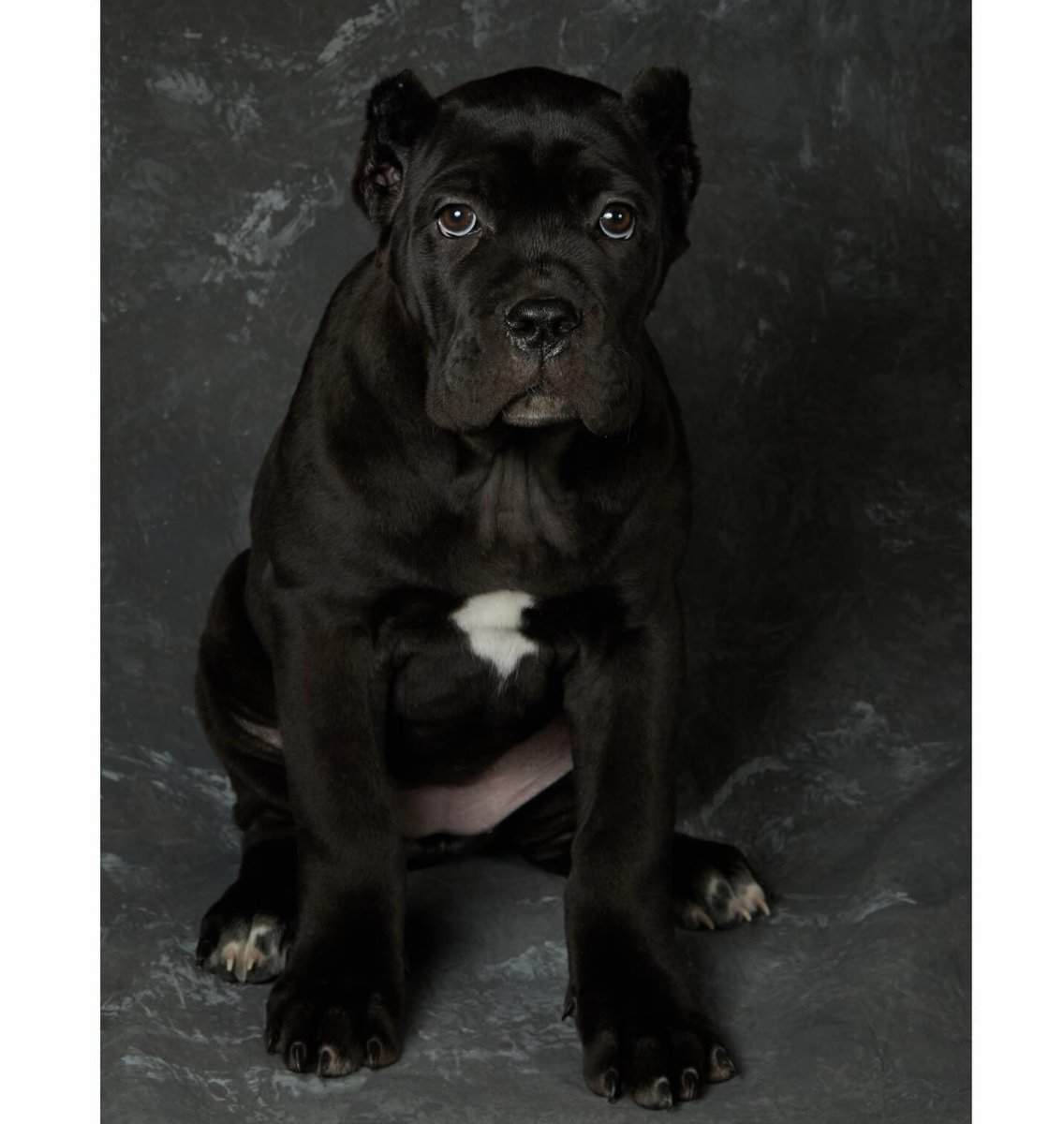 Cane Corso Pups for Sale image 1