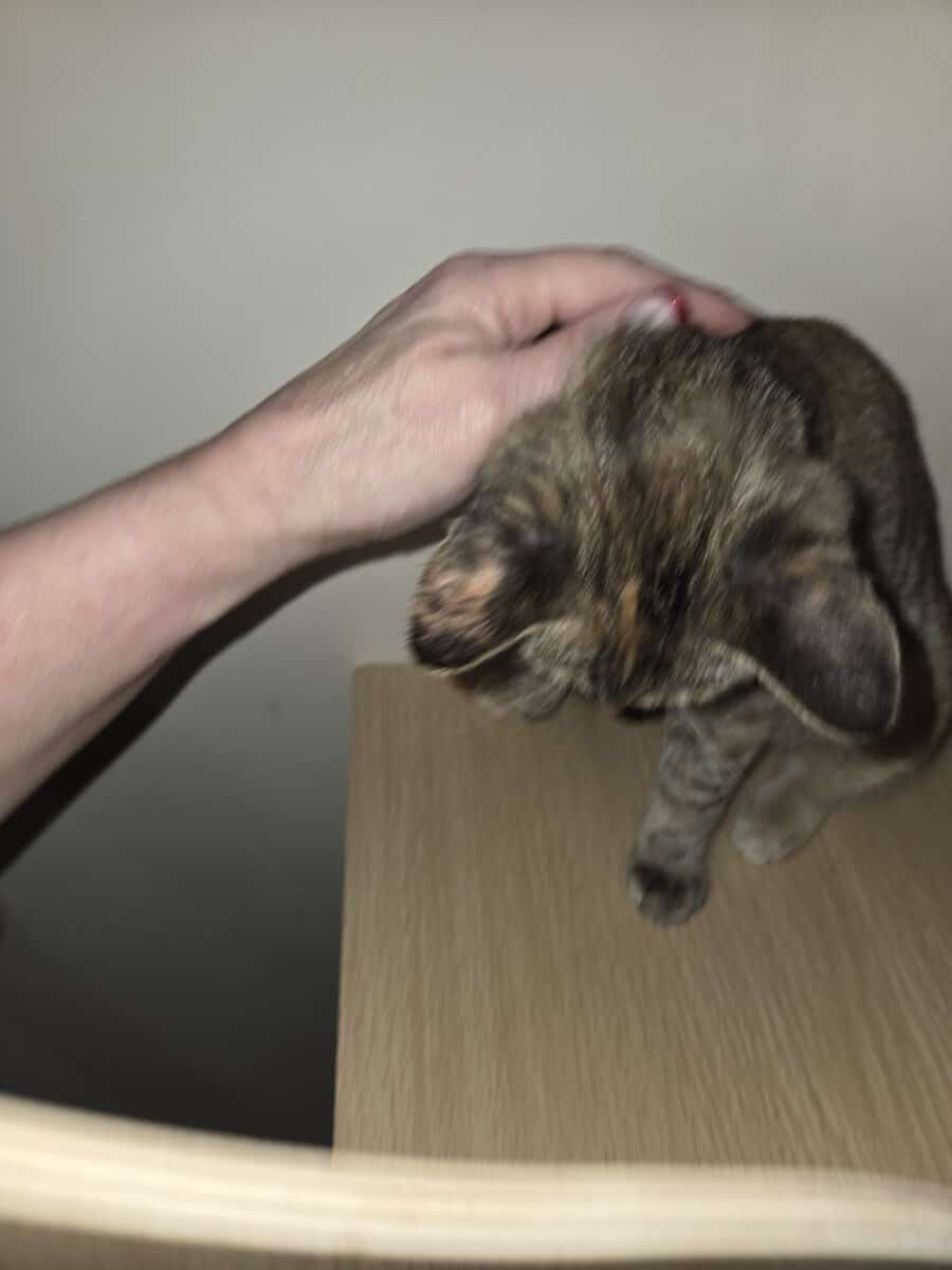 2 Kittens for adoption image 1